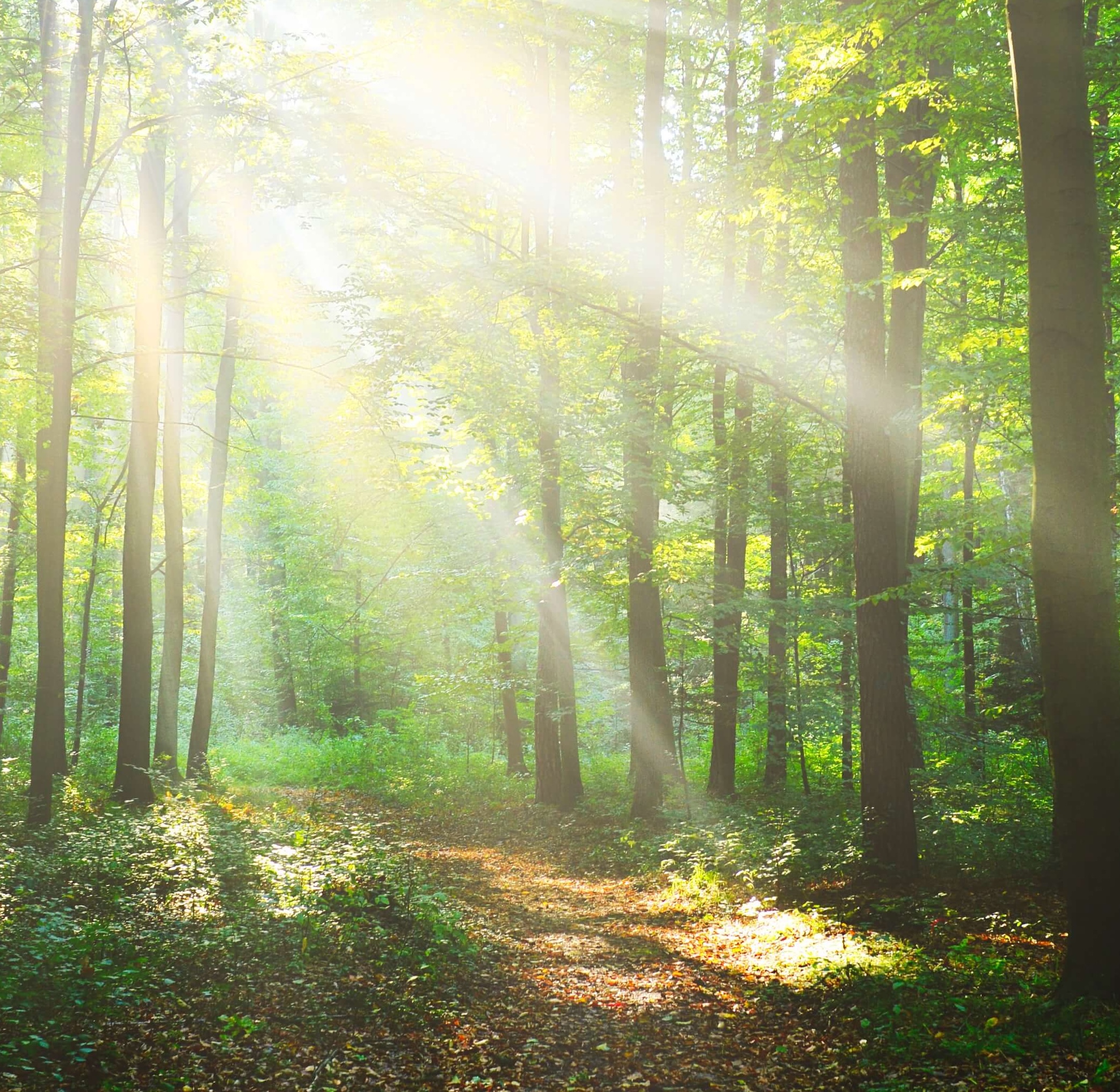 Wald - Juliette Mittas - Ganzheitliche Begleitung Wald - Juliette Mittas - Ganzheitliche Begleitung